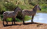 TANZANIA - Serengeti National Park - 060